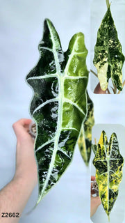 Alocasia Bull Aurea #Z2662